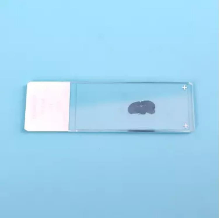 Adhesion Microscope Slide  (Frozen Section)