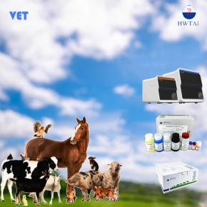 HWTAi Test Solution for Veterinary Diagnosis